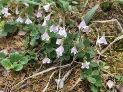 Linnaea borealis longiflora