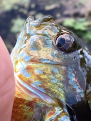 Lepomis auritus × macrochirus