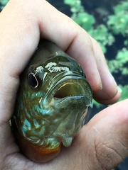 Lepomis auritus × macrochirus