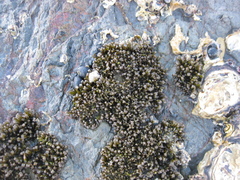 Psilophycus alveatus