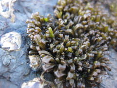 Psilophycus alveatus