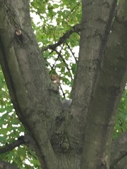 Sciurus carolinensis