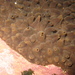 Polymastia fusca - Photo (c) Javier, some rights reserved (CC BY), uploaded by Javier