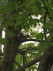 Sciurus carolinensis