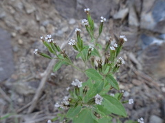 Stevia micrantha