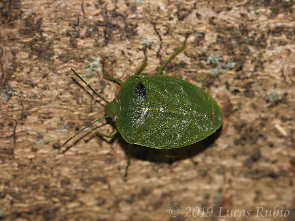 Chinavia longicorialis
