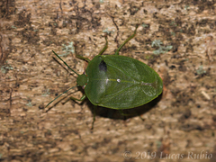 Chinavia longicorialis
