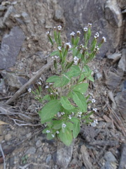 Stevia micrantha