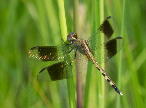 Band-winged Dragonlet