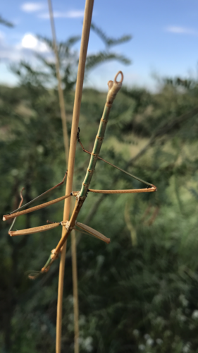Arizona Walkingstick photo 3