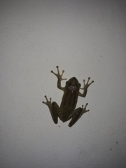 Osteopilus septentrionalis