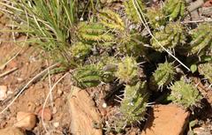 Euphorbia mammillaris