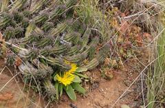 Euphorbia mammillaris