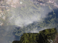 Xiphophora chondrophylla