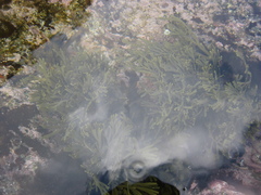 Xiphophora chondrophylla