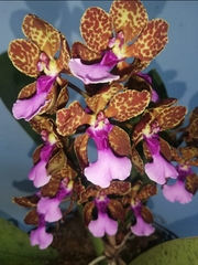 Trichocentrum lanceanum