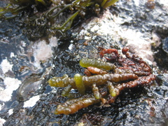 Splachnidium rugosum