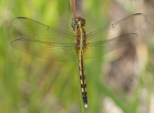 Band-winged Dragonlet