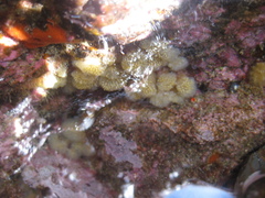 Pseudodistoma opacum