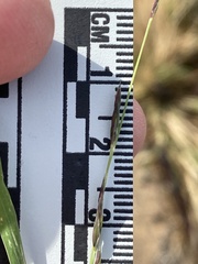 Diplachne fusca