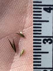 Diplachne fusca