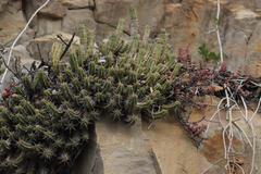 Euphorbia mammillaris