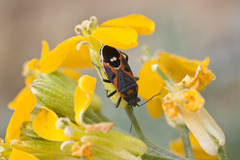 Lygaeus kalmii kalmii