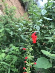 Salvia ozolotepecensis