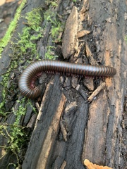 Narceus americanus
