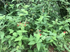 Salvia ozolotepecensis