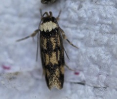 Sphyrelata nefanda