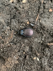 Sphaeroderus