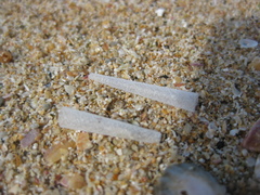 Lagis australis