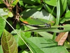 Onychargia atrocyana