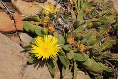 Glottiphyllum longum