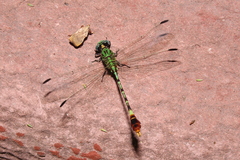 Erpetogomphus