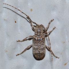 Ecyrus