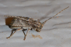 Ecyrus