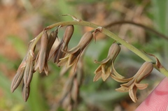 Dipcadi brevifolium