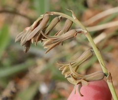 Dipcadi brevifolium