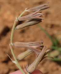 Dipcadi brevifolium