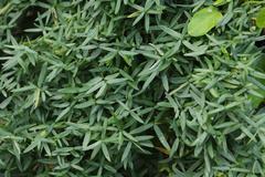 Asparagus volubilis