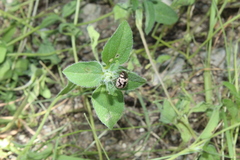 Calligrapha multiguttata