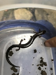 Plethodon electromorphus