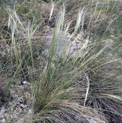 Stipa caucasica