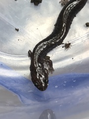Plethodon electromorphus