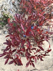 Vaccinium boreale