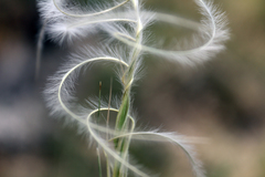 Stipa caucasica