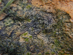 Nostoc flagelliforme