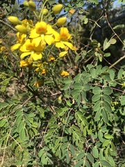 Erythrostemon mexicanus